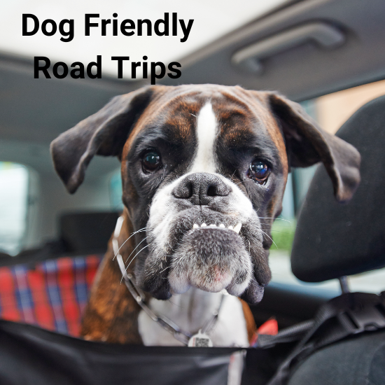 3-dog-friendly-road-trips-east-coast-california-southwest-routes